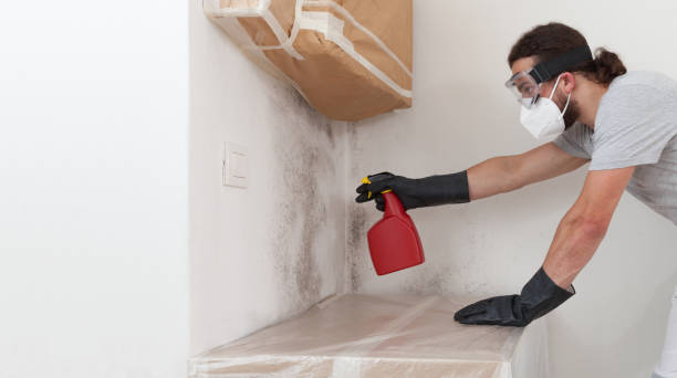 Professional Mold Remediation technician working in Bokeelia, FL